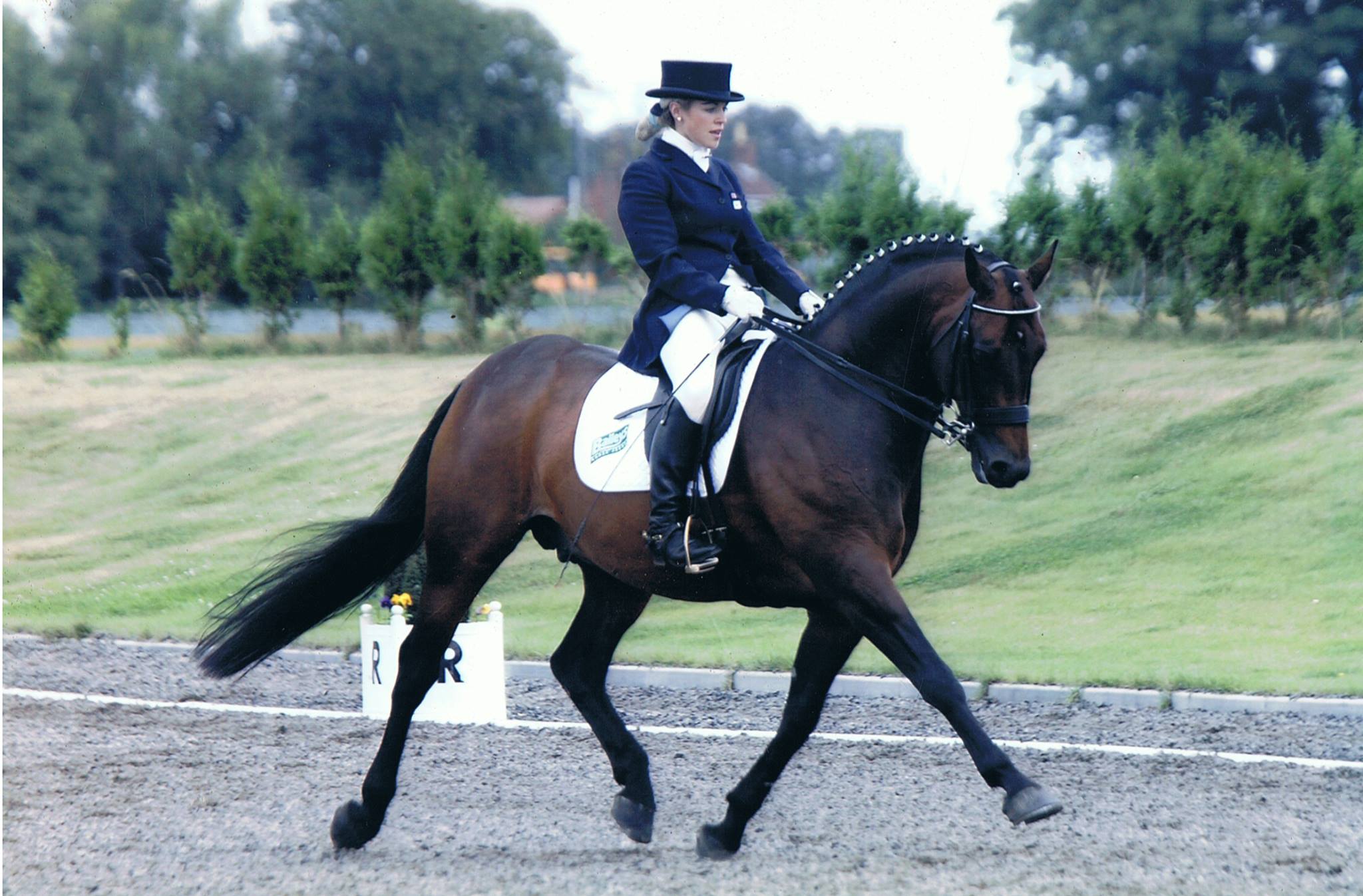 Aimbry Chester - 15hh Horse